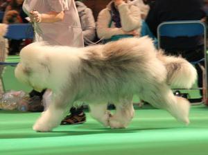 Bubbles At Crufts 2015