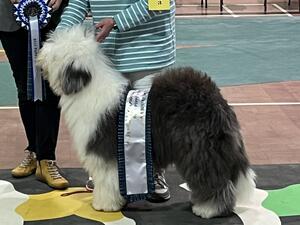 Patch winning Best Puppy In Show