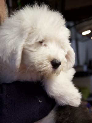 Bella at 9 weeks