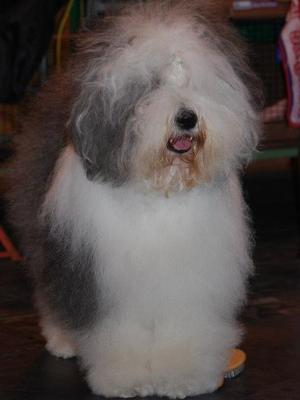 Poppy at Crufts