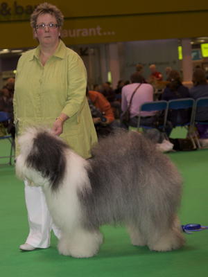 Poppy at Crufts