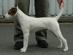 Sire: Heythrop Top Tag