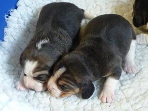 Boy puppies at 2 weeks old