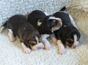 Meet the Girl Puppies