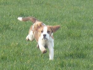 Demelza out for a run