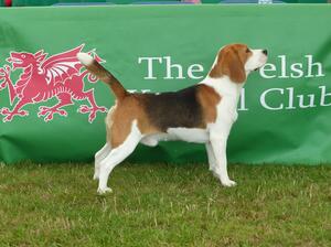 Sire - CH Bellvalley Teen Spirit