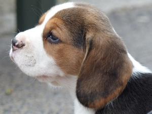 Girl pup