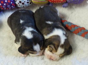 Boys at 2 weeks