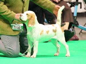 Bellvalley's Lagertha at Crufts 2022