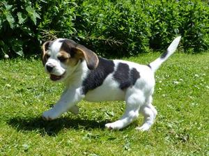 Bellvalley Allis a 6 week old girl .