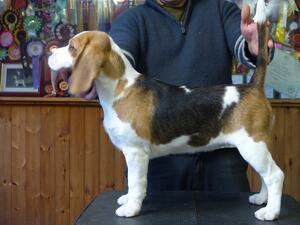 As a pup