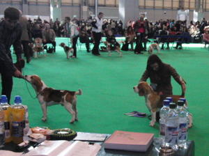 Jiffy at Crufts 2012 , 1st
