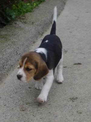Bellvalley Nola at 7 weeks