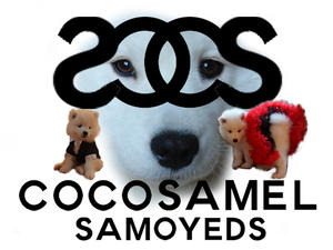 Cocosamel Somoyeds