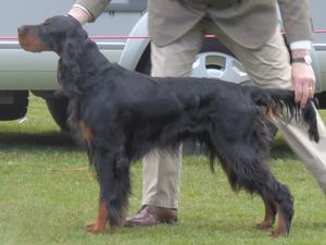 Paisly just over 2yrs old