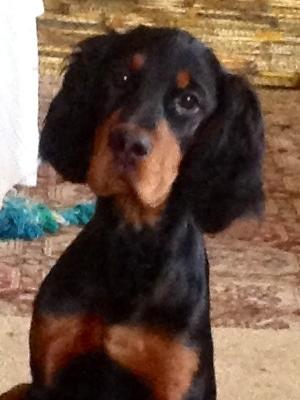 Bitch puppy available (Hattie)