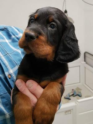 Delightful puppy face.