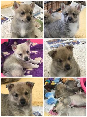6 weeks