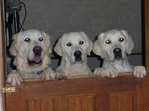 This is Merlyn, Alfie & Ruby