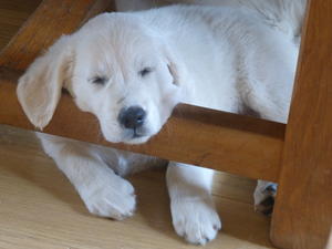 A puppy by Merlyn