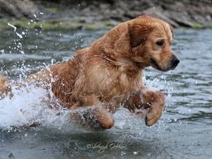 George enjoying a run in the sea