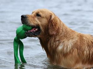 George in the sea