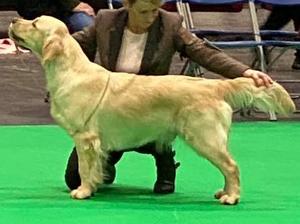 Nellie 14 months VHC undergrad bitch crufts 2020