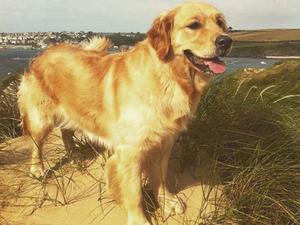 Trebell Tinkerbell (Daisie)