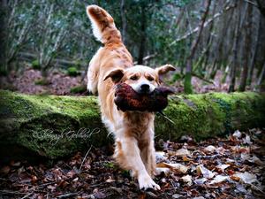 George down in the woods retrieving his pheasant