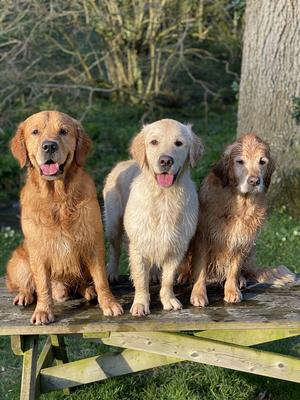 George, Nellie & Daisie