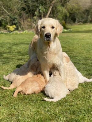 Nellie with her first litter