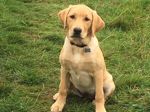 Heidi as a puppy
