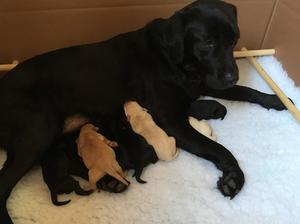 Luna with her puppies