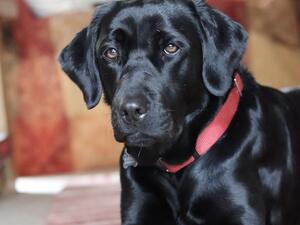 Lily