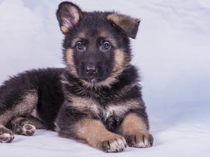 Ossianic Arrival as a Puppy