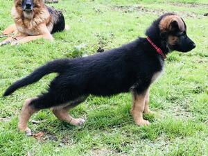 Female puppy from 2023
