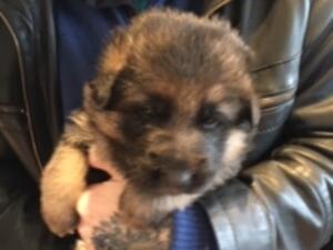 Male puppy