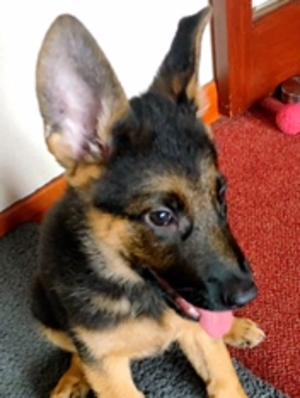 1st Girl Puppy