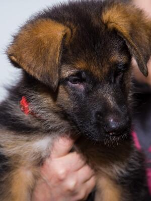 female Puppy