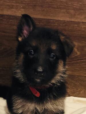 puppy from 2023