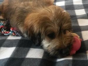 Morgon at 16 weeks