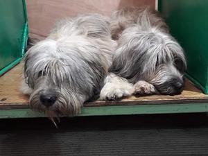Morgon & Ruby South Wales Kennel Assoc 2016