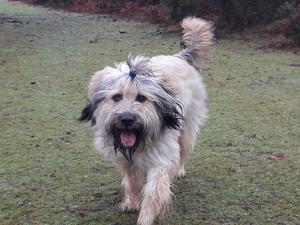 Morgon in New Forest at 13 Months