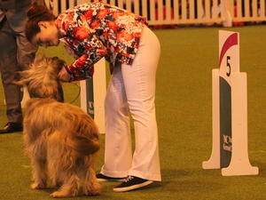 VHC YKC Semi-Finals Crufts 2016