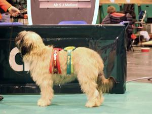 Crufts 2014 BPIB