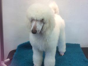 White Dog