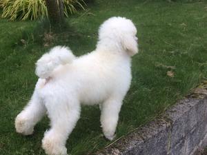 White Dog