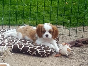 bitch puppy at 8 weeks