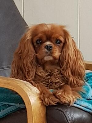 Honey April 2021