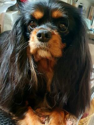 Tula @ 2 years old